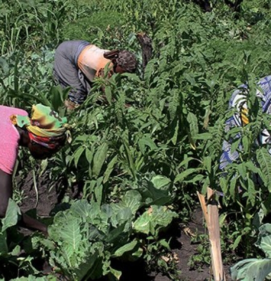 Duas mil famílias garantem produção agrícola no Bié
