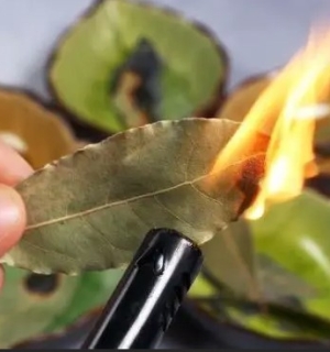 Conheça os benefícios de queimar folhas de louro!