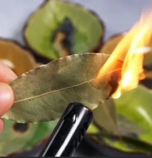 Conheça os benefícios de queimar folhas de louro!