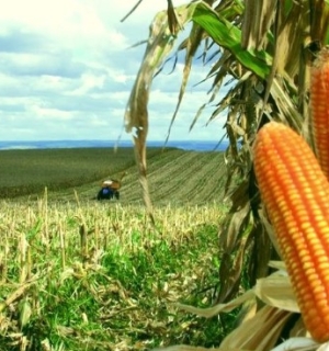 Angola precisa produzir anualmente 10 milhões de toneladas de milho.