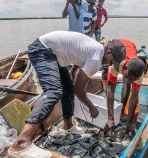 Pescadores dos Ramiros insatisfeitos com o aumento da pesca ilegal.