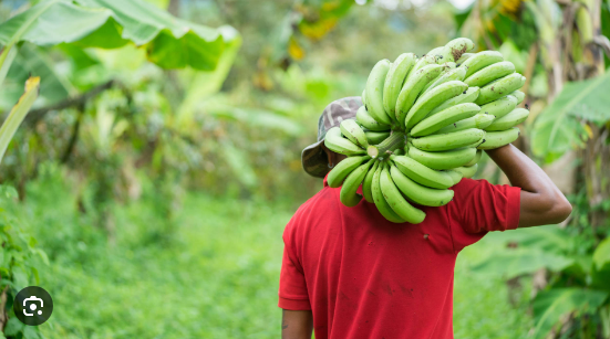 Angola produziu no ano agrícola 23/24 milhões de toneladas de Frutas!