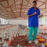 Produtores de frango defendem isenção de 5% na importação de matérias-primas