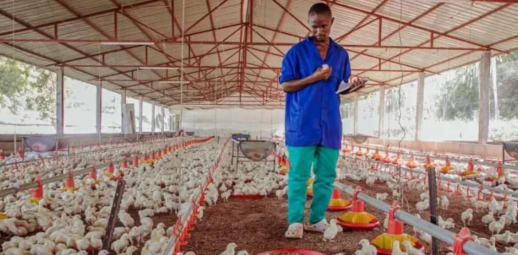 produtores de frango