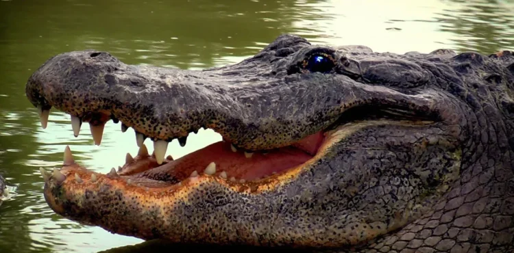 Ataque de crocodilo mata uma mulher no Cubango.
