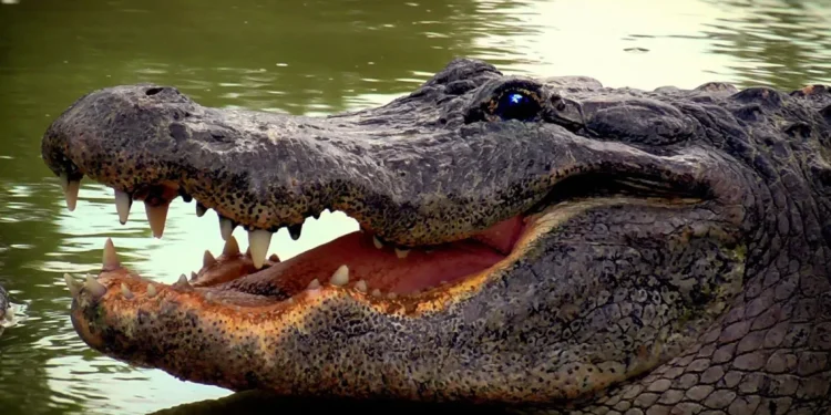 Ataque de crocodilo mata uma mulher no Cubango.