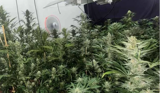 Desmantelada estufa de um tipo forte de liamba no condomínio Vereda das Flores