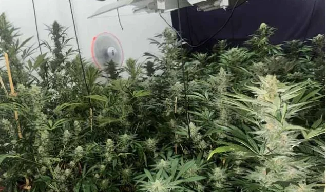 Desmantelada estufa de um tipo forte de liamba no condomínio Vereda das Flores