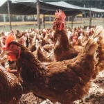 Mais de 40 mil famílias contempladas no plano de produção de alimentos.