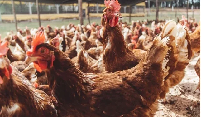Mais de 40 mil famílias contempladas no plano de produção de alimentos