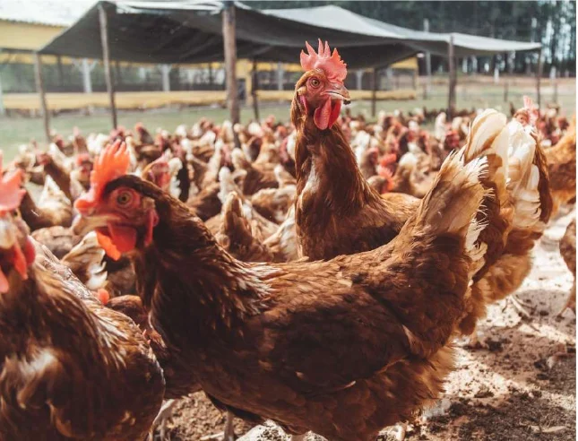 Mais de 40 mil famílias contempladas no plano de produção de alimentos.