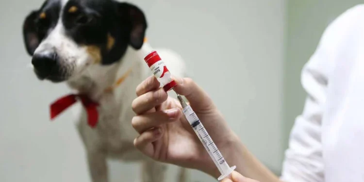 menina morta por mordedura de cão