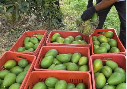 Fazenda de Caconda prepara primeira exportação de abacate.