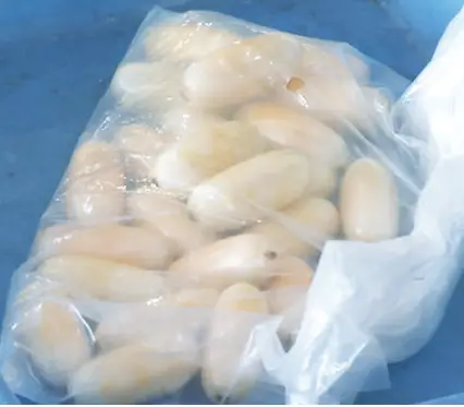 Cidadã brasileira detida por tentar introduzir 60 cápsulas de cocaína em Angola.