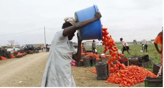 Angola assegura presença no maior evento mundial de exposição de produtos agrícolas