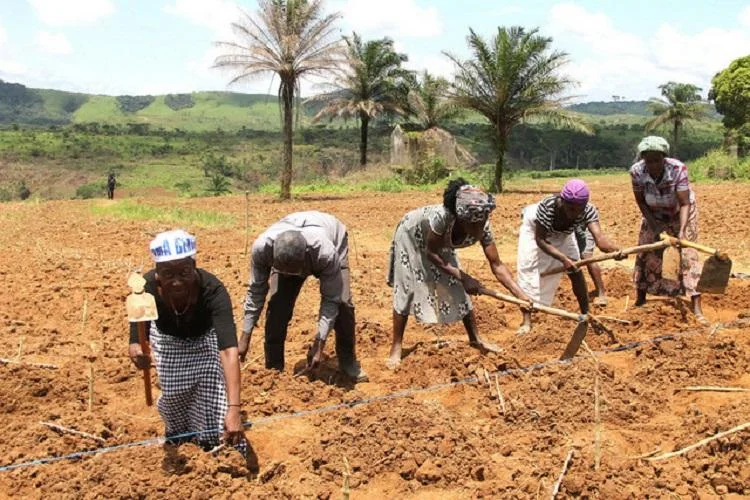 Mais de 2000 agricultores beneficiam do projecto de Agricultura de Conservação em Luengue Luiana