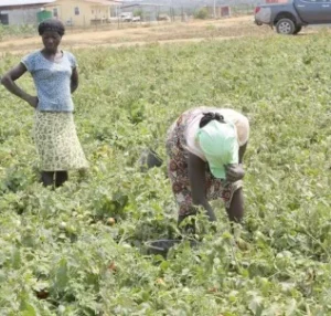 Campanha agrícola ZAIRE