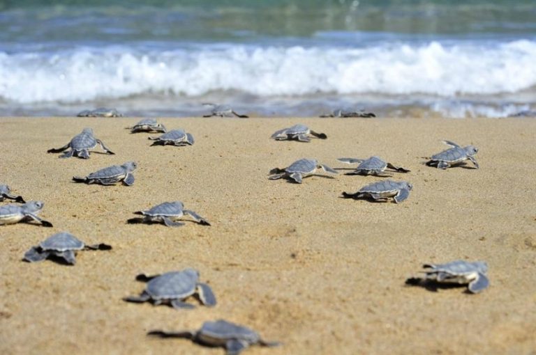 Pesca e falta de fiscalização fazem reduzir população de tartarugas marinhas em Angola