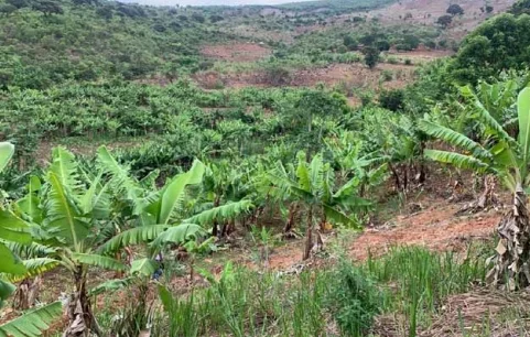 Agricultores de Yambala