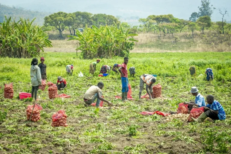 Agricultores do Lépi produzem 265 toneladas de batata-rena com apoio da Campo Verde