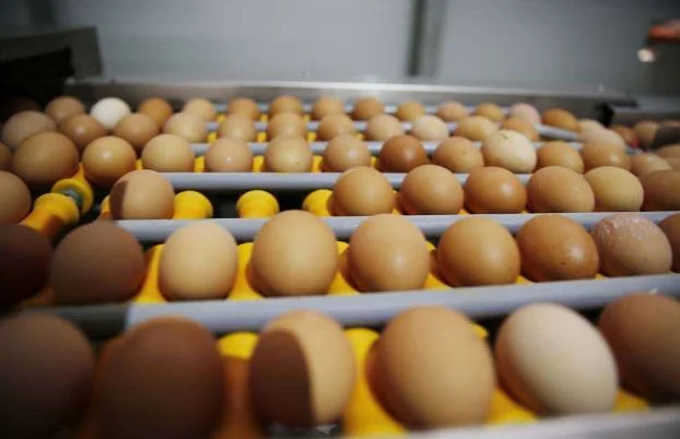 Angola concretiza primeira exportação de ovos fertilizados para o Uganda
