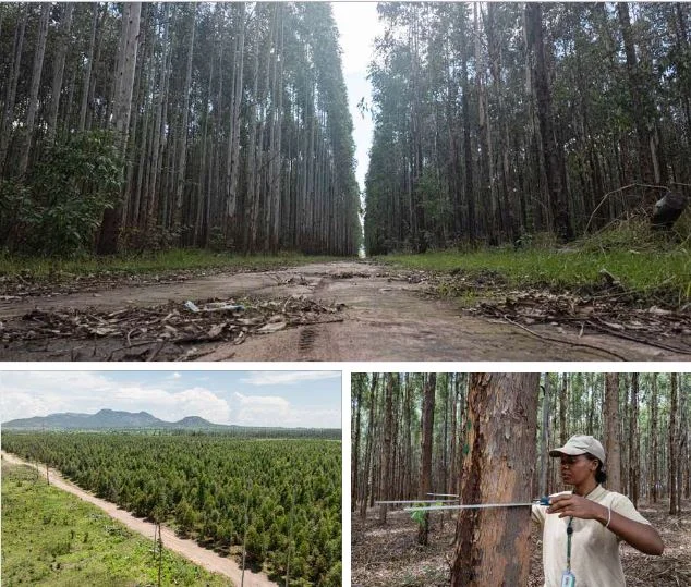 “Esplendor Florestal”: investimento do Fundo Soberano de Angola apresentado na COP30 no Brasil