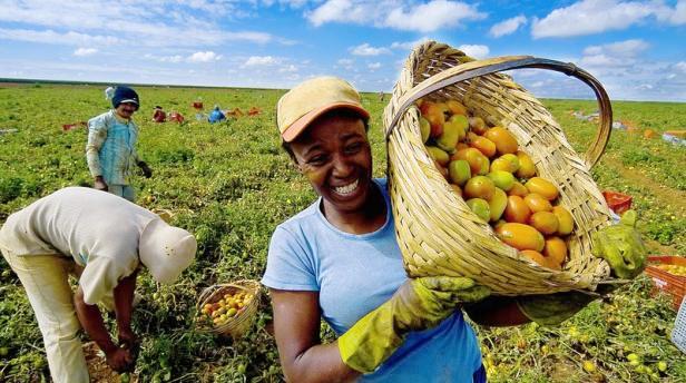 cooperativas agropecuárias