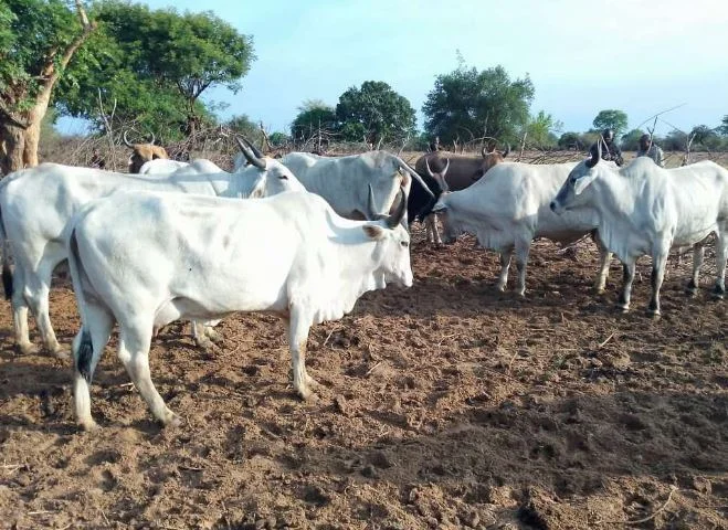 Criadores tradicionais de gado na Huíla com prejuízos de 45 mil milhões de kwanzas/ano por roubo