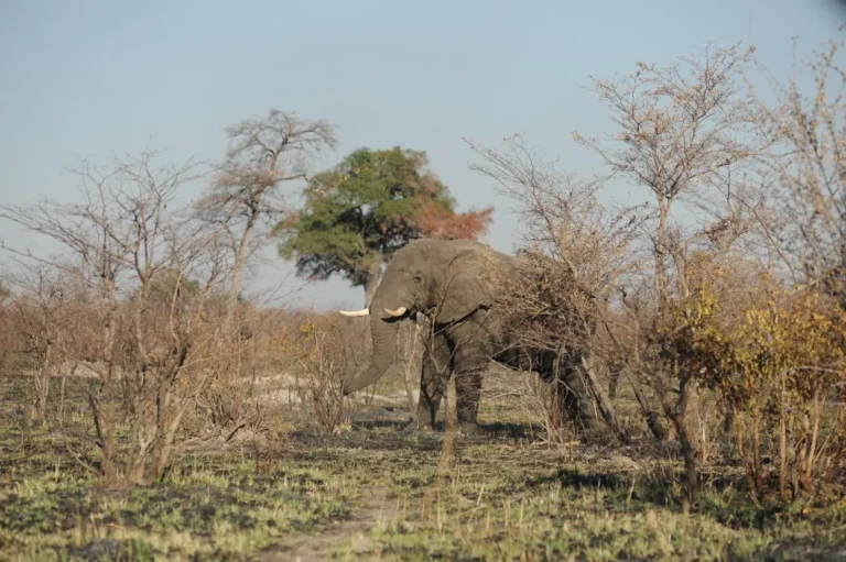 Elefantes matam seis pessoas nos últimos três anos no âmbito do conflito homem-animal em Cabinda