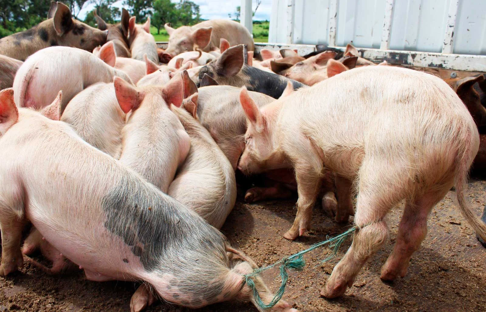 peste suína na Huíla.