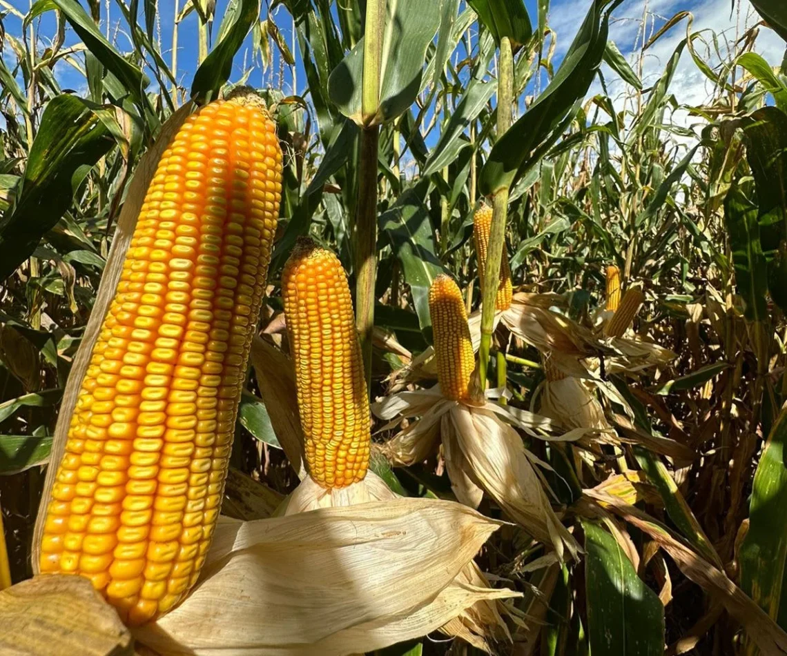 Carrinho suspende definitivamente importação de milho e aposta na auto- suficiência nacional