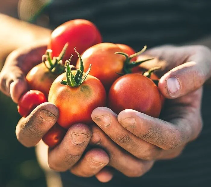O Ministério da Indústria e Comércio quer dar mais visibilidade às empresas nacionais, através do projecto “Produz Angola”, lançado no último fim-de-semana, tendo disponibilizado, via Fundo de Apoio ao Desenvolvimento Agrário (FADA), um crédito global de mais de 2 mil milhões de kwanzas para empresas de diversos sectores de modo a diversificar a economia. Numa primeira fase, foram beneficiárias seis empresas das províncias de Luanda, Namibe, Huambo, Icolo e Bengo, no âmbito do projecto “Transforma aqui”. O objectivo do projecto “Transforma aqui” é transformar os produtos onde são produzidos localmente. Para tal, são elegíveis empresas com mais de um ano de actividade e legais, no âmbito do Programa de Apoio à Produção, Diversificação e Exportação (PRODESI), que visa o aumento da produção nacional.