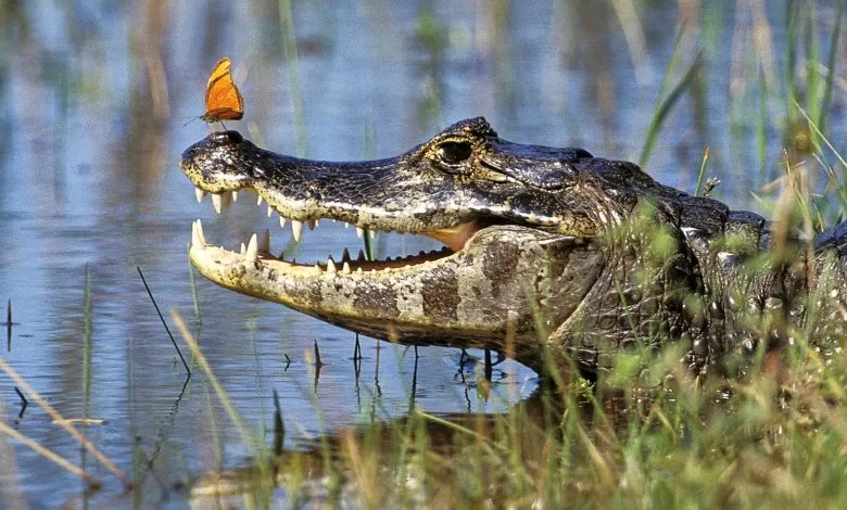 Ataques de jacarés causam duas mortes na Huíla‎
