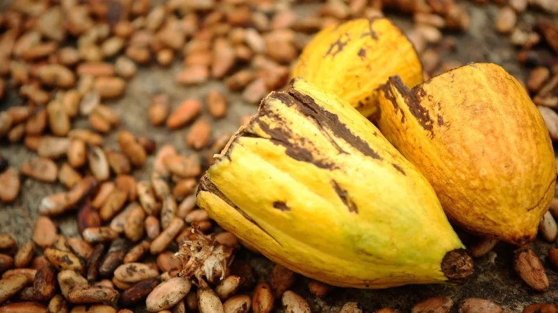 Governo de Cabinda analisa fomento do cacau com responsáveis do Projecto Mamaland