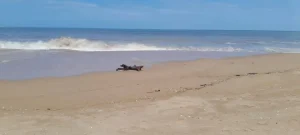 calemas tiram 1 vida em Benguela