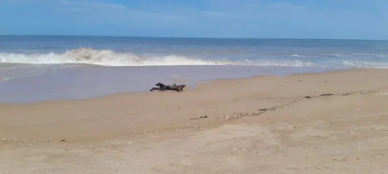 calemas tiram 1 vida em Benguela