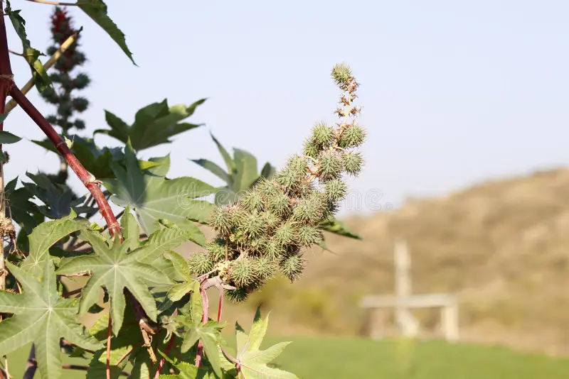 fazenda investe na produção de rícino.