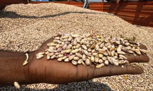 Congoleses pagam toneladas de feijão com dinheiro falso em Benguela