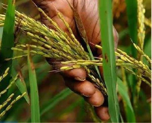 Mil toneladas de arroz começaram a ser colhidas em Malanje numa extensão de 200 hectares