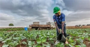 desafios e oportunidades da segurança alimentar em Angola