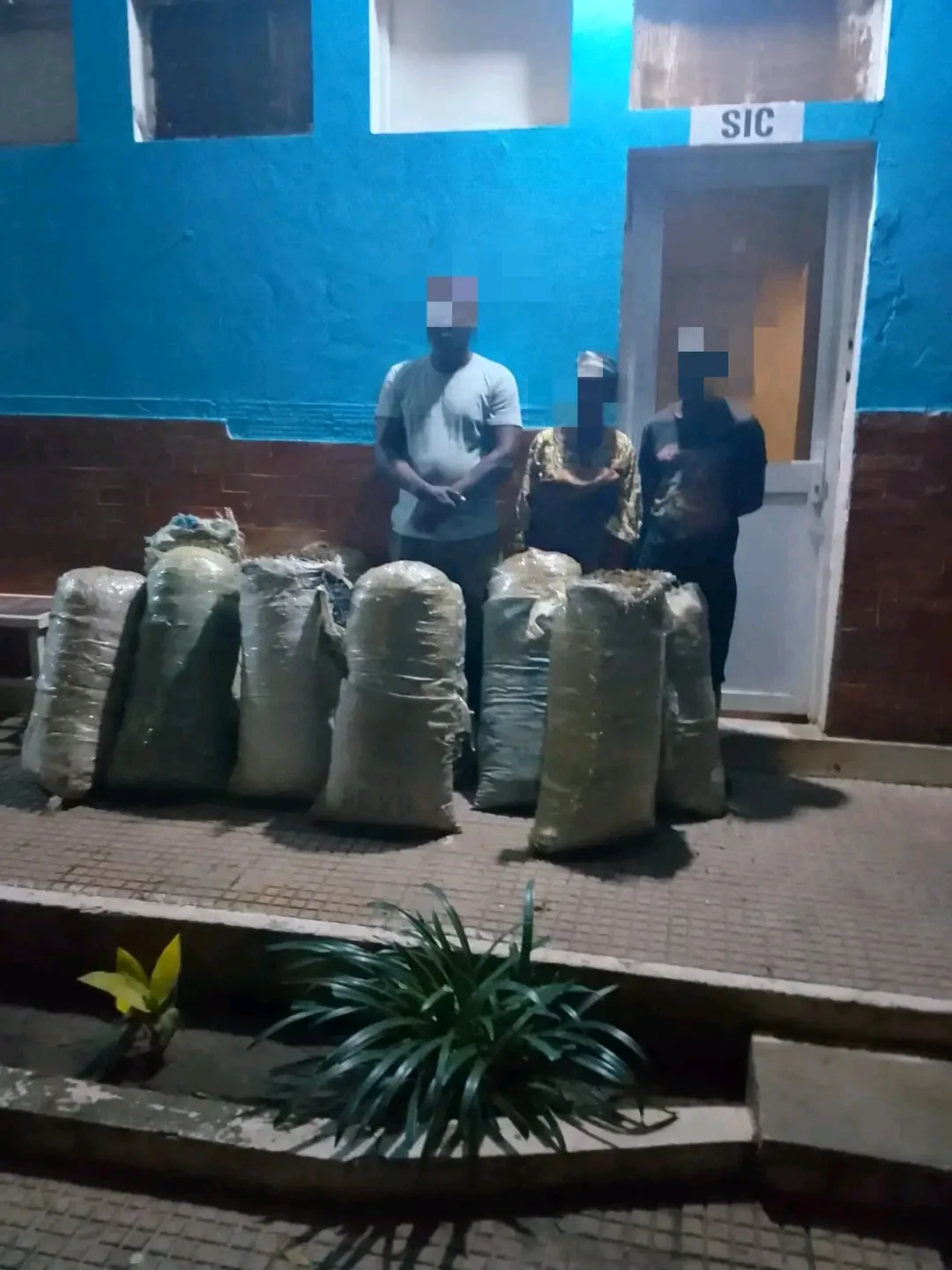 Apreendidos mais de 200 quilos de liamba dissimulados em sacos de fuba.